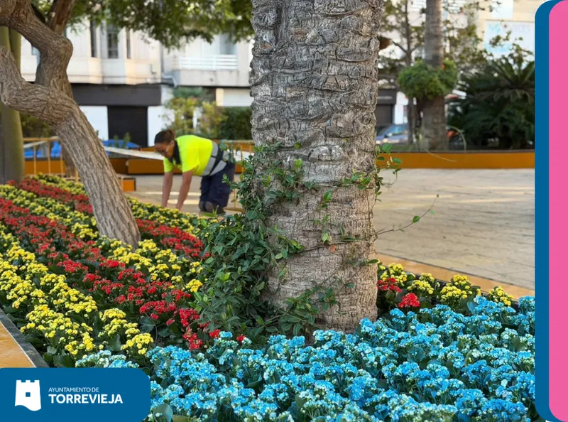 Torrevieja decora la Plaza de la Constitución con flores para el 9 de Octubre y la Fiesta Nacional