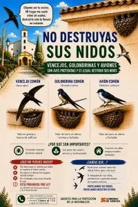 Aragón recuerda la protección legal de vencejos, golondrinas y aviones en Caspe