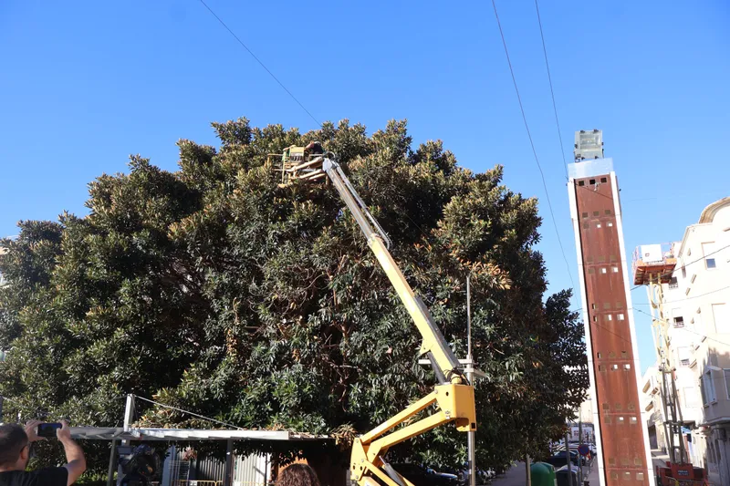 Novelda acomete trabajos urgentes en los ficus históricos de La Glorieta por seguridad