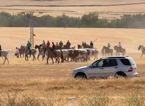 Valdeolmos-Alalpardo recupera el encierro por el campo tras 30 años de ausencia