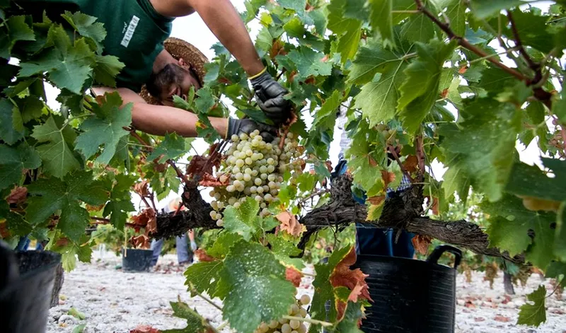 Andalucía reclama más fondos para el sector del vino al Gobierno central