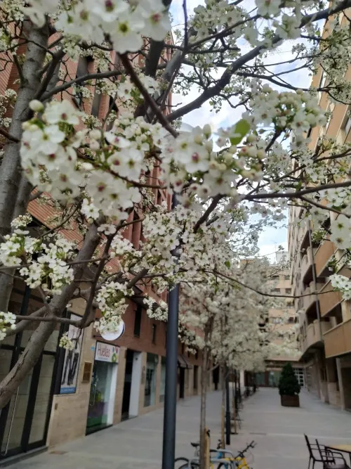 Huesca eleva a ordenanza la protección de su arbolado singular