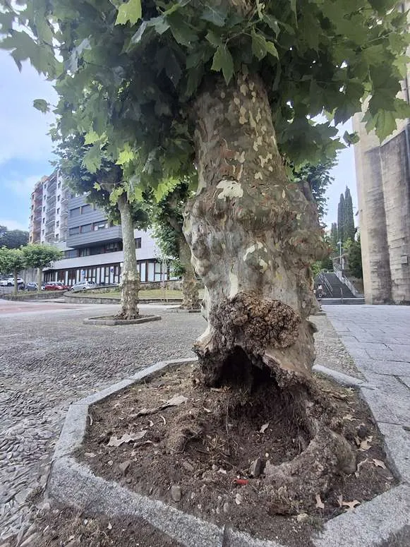 Irun renueva árboles en mal estado para garantizar la seguridad ciudadana