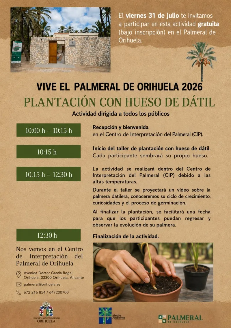 Orihuela invita a plantar dátiles en el Palmeral para conocer su ciclo vital