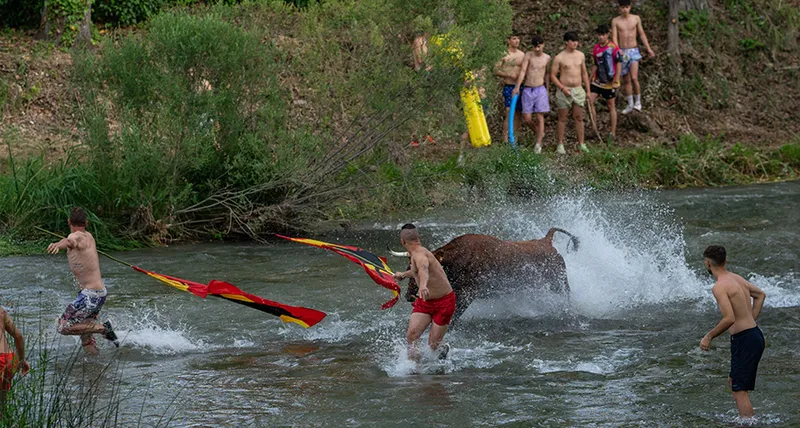 Trillo celebra 30 años de las 'Vacas por el Tajo' con una res más y ganaderías de prestigio