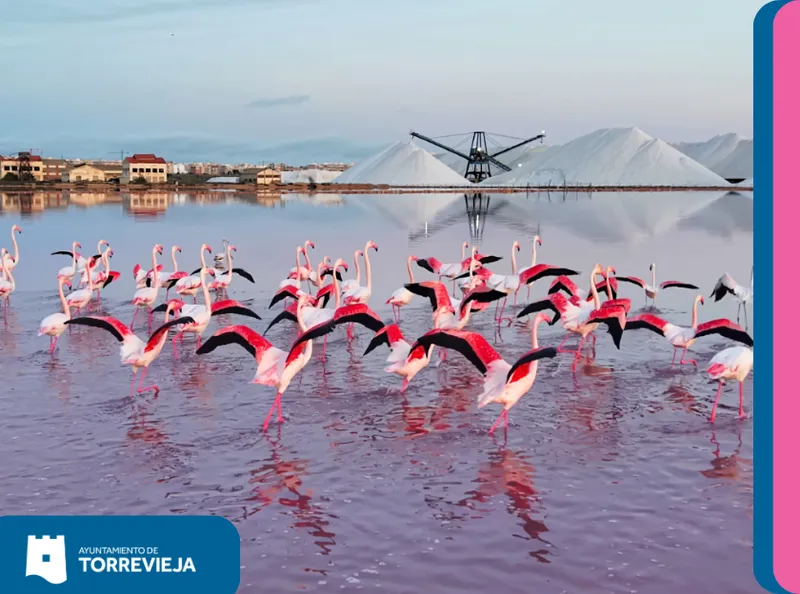 Torrevieja obtiene el Sello de Turismo Familiar por su oferta de ocio y naturaleza