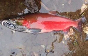 El salmón coho regresa a Idaho tras décadas de ausencia gracias al programa de la tribu Nez Perce