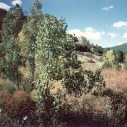 Talveila: un municipio soriano de rica naturaleza y tradición comunitaria