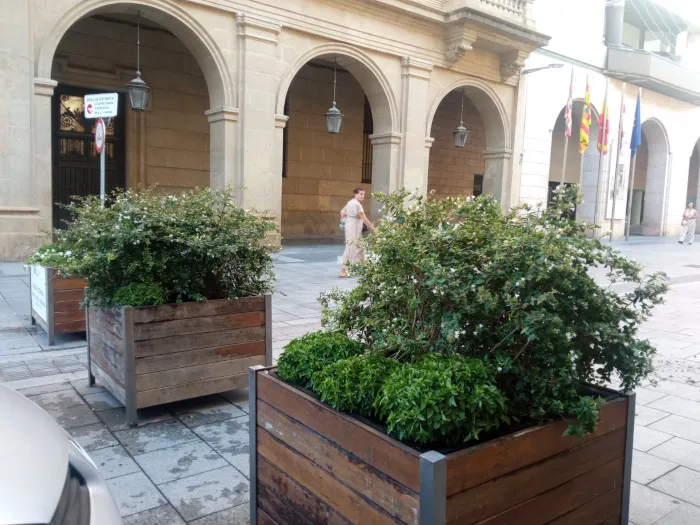 Huesca se engalana con albahaca para las fiestas de San Lorenzo