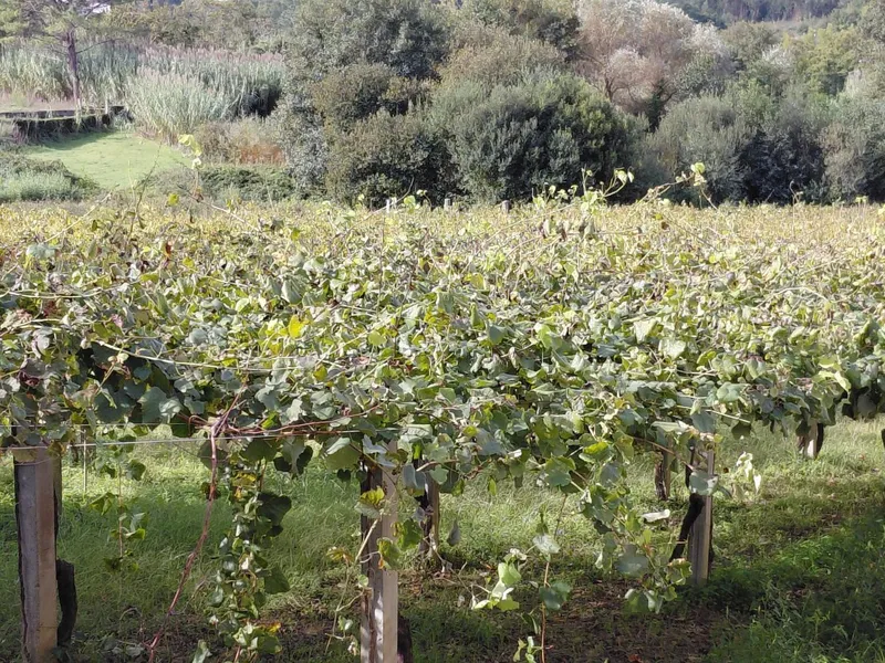 La Deputación de Pontevedra aconseja tratamientos fitosanitarios para viñedos y frutales