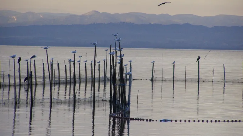 València abre inscripciones para recorridos guiados gratuitos por l'Albufera en la Gran Feria