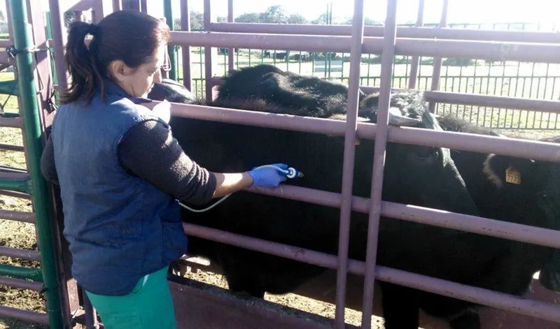 Junta de Andalucía destina 3,2 millones a ayudas para sanidad y bienestar animal