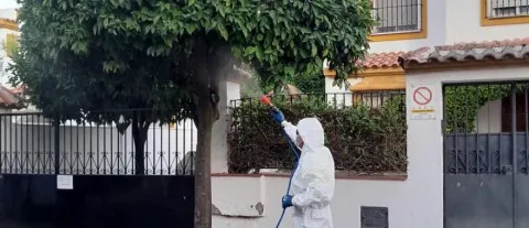 Tomares inicia tratamientos fitosanitarios contra la mosca blanca en sus naranjos