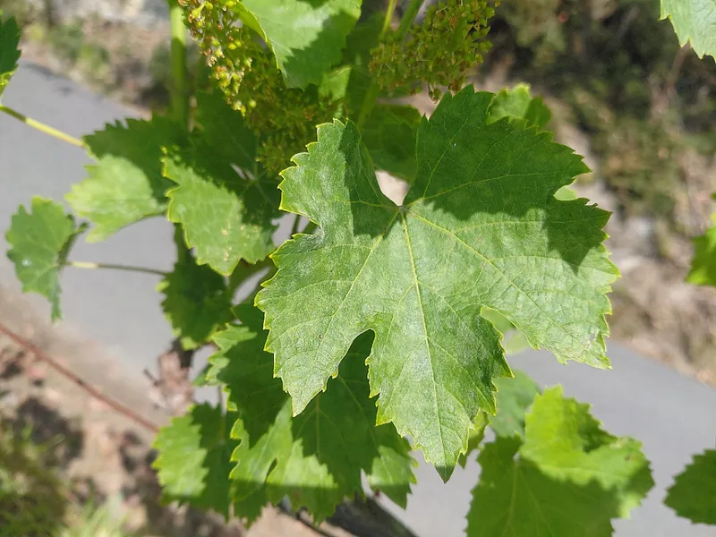 La Deputación de Pontevedra alerta sobre el oídio en viñedos ante el calor y la maduración de la uva