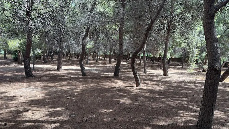 Orihuela destina 18.000 euros a mejorar el Soto Desamparados con nuevas zonas de picnic