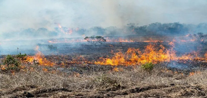 Sax intensifica la prevención de incendios forestales ante el riesgo estival