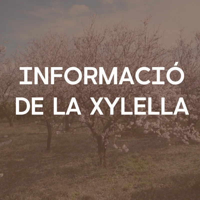 Actualización de la Xylella fastidiosa en la Comunidad Valenciana