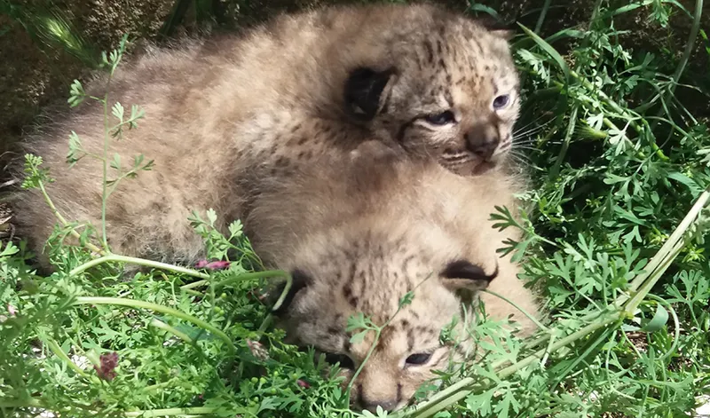 Nacen once linces en el centro de cría La Olivilla de Jaén