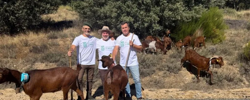 Las cabras guisandesas de la Diputación de Ávila inician su trashumancia hacia Madrid