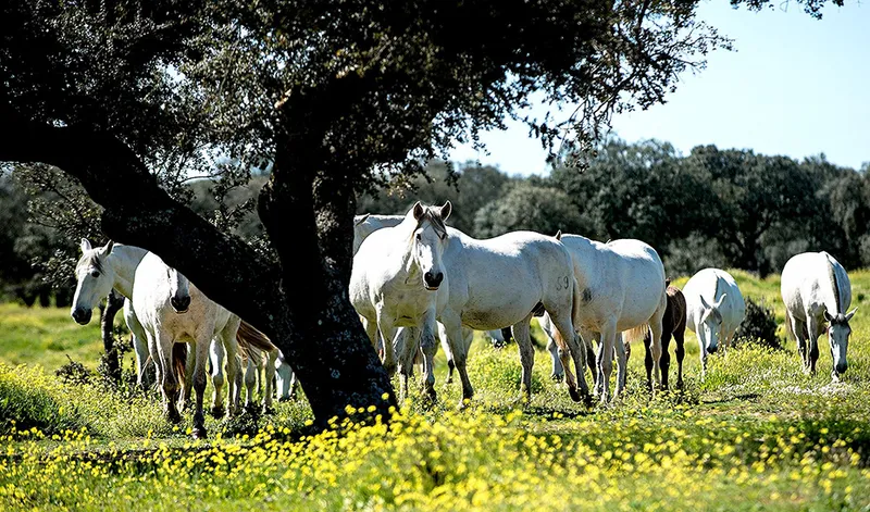 La Junta de Andalucía destina 5 millones a ayudas para la conservación genética ganadera