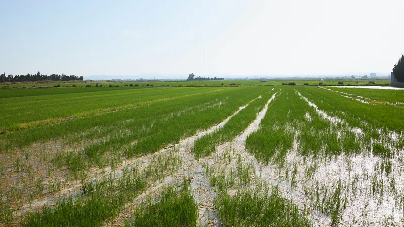 El Ayuntamiento de València reafirma su apoyo al sector arrocero de L'Albufera