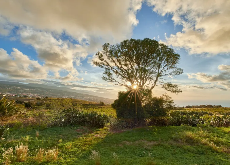 Tacoronte: De asentamiento guanche a ciudad con historia y proyección de futuro