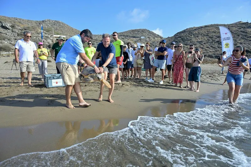 Lorca libera dos tortugas bobas recuperadas en Calnegre
