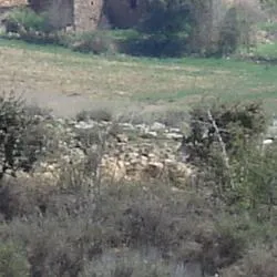 Portelárbol: Un rincón de Soria entre encinas y trufas negras