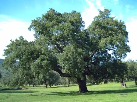 Mirabel desvela su rico patrimonio histórico y natural