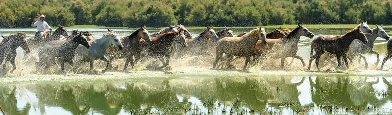 La Saca de las Yeguas: un espectáculo ancestral en las marismas de Doñana