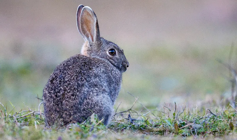 Andalucía aprueba medidas cinegéticas excepcionales contra el conejo silvestre