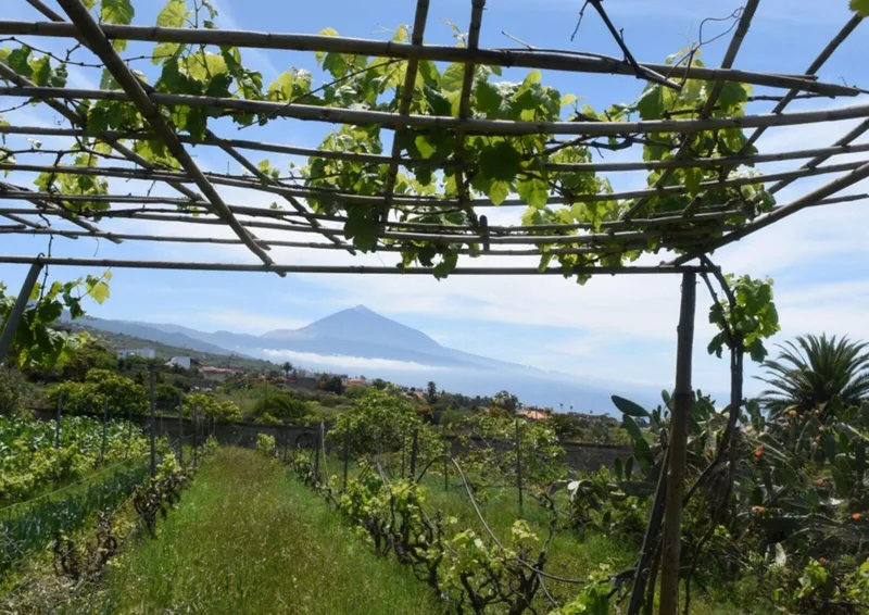 Tacoronte lanza la segunda fase de análisis gratuito de suelos y cultivos para agricultores
