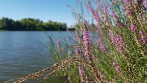 Descubre la Senda Natural Ribera del Duero – Altos de San Lorenzo en Villaralbo