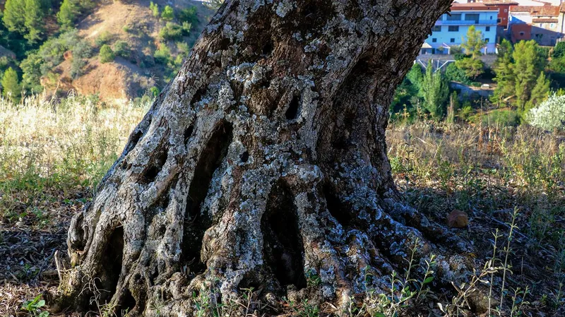 Sediles celebra sus olivos milenarios, icono de su paisaje y aceite de prestigio