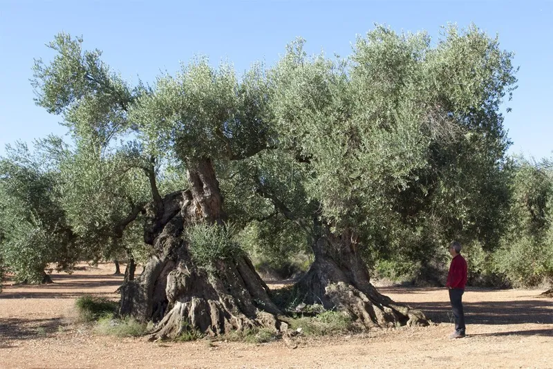 Rossell lanza una guía completa de rutas senderistas por la Tinença de Benifassà