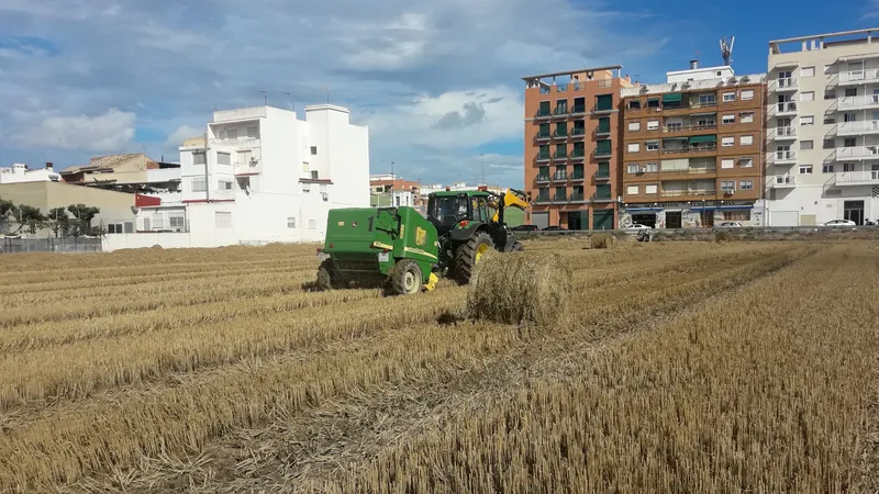 El Consell Agrari de València facilita la campaña del arroz con recogida gratuita de paja