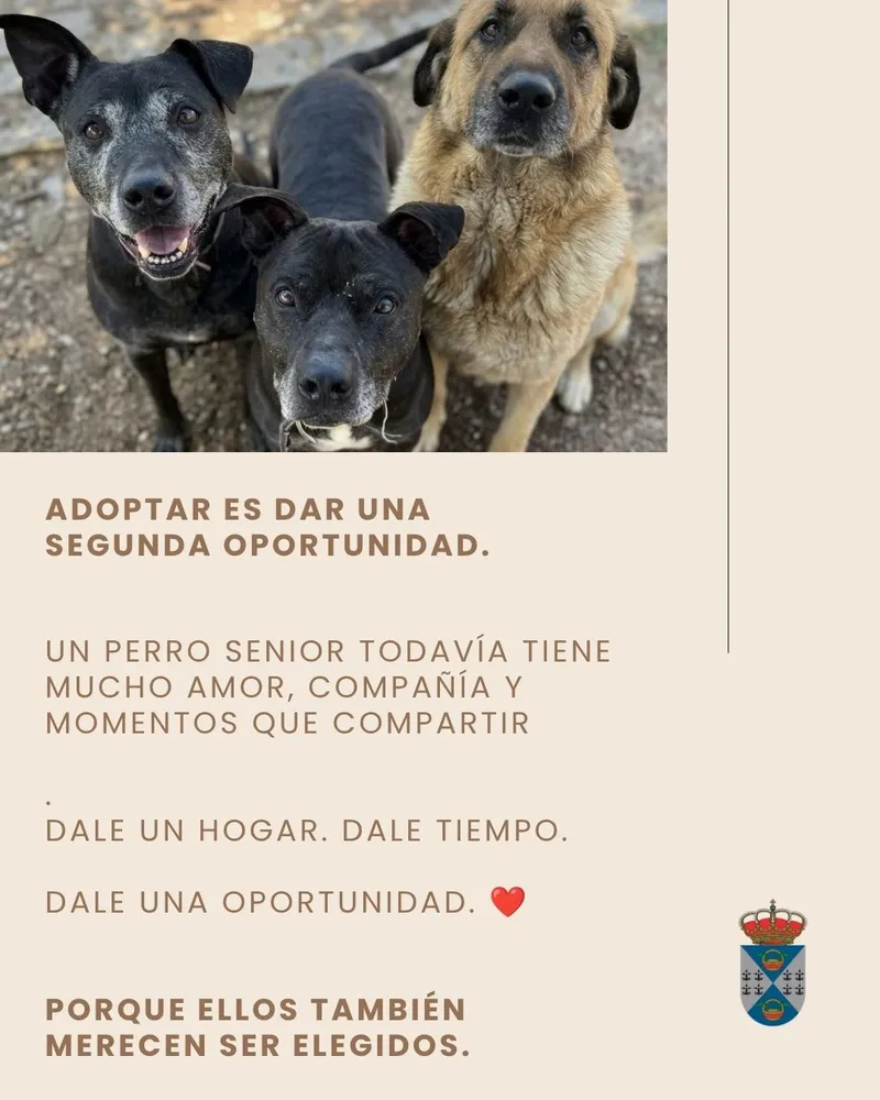 Tres perros senior buscan un hogar en Batres para disfrutar de sus últimos años