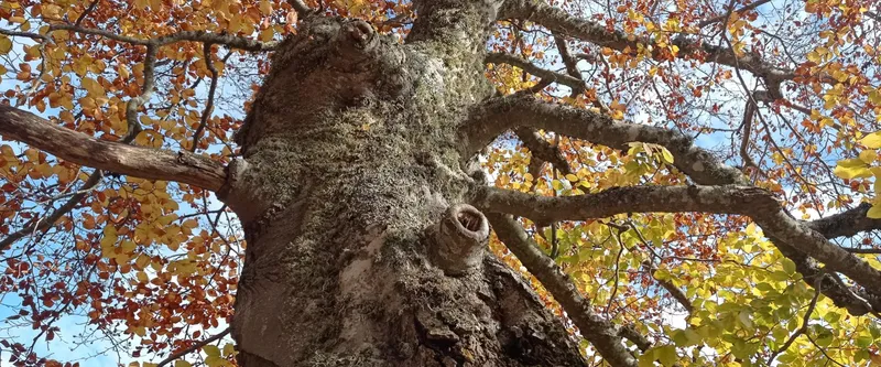 La Dehesa de Puras de Villafranca, un tesoro natural único en Burgos