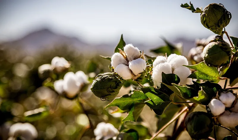 Andalucía prevé un aumento del 7,3% en la producción de algodón para la campaña 2026-2027