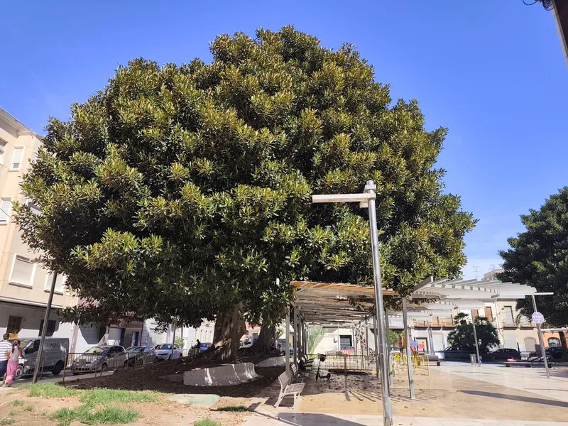 Novelda cierra al público la zona de los ficus de La Glorieta por riesgo de caída de ramas