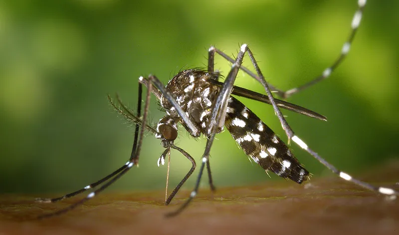 Andalucía forma a 700 profesionales contra el mosquito tigre