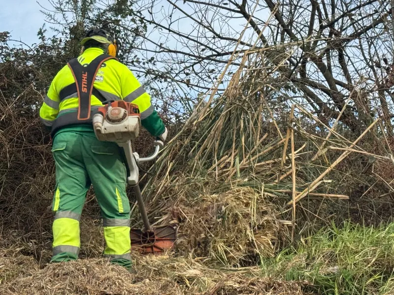 Cinco municipios cántabros exigen al Gobierno medidas contra el plumero de la pampa en obras públicas