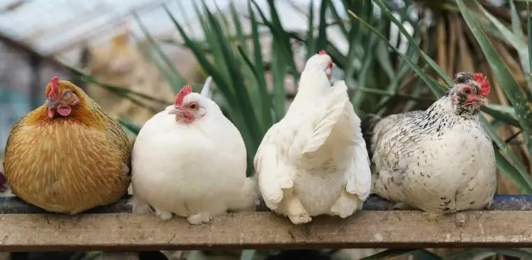 Colungo exige el registro de aves de autoconsumo por riesgo de gripe aviar