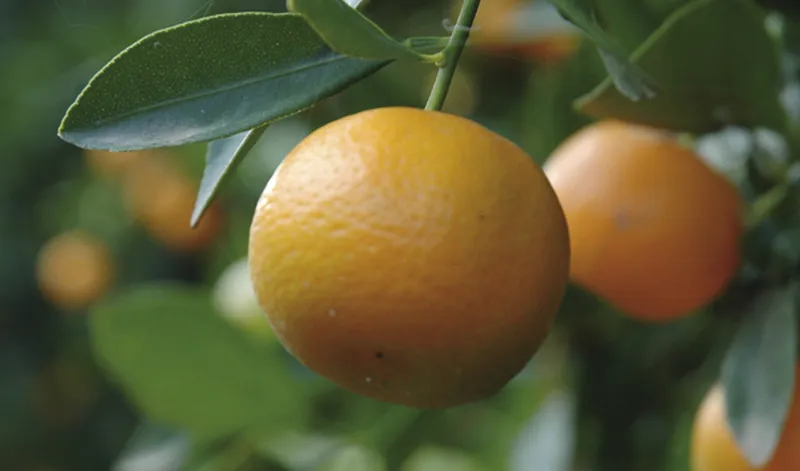 La Junta de Andalucía destina más de 24 millones a ayudas para frutales ecológicos