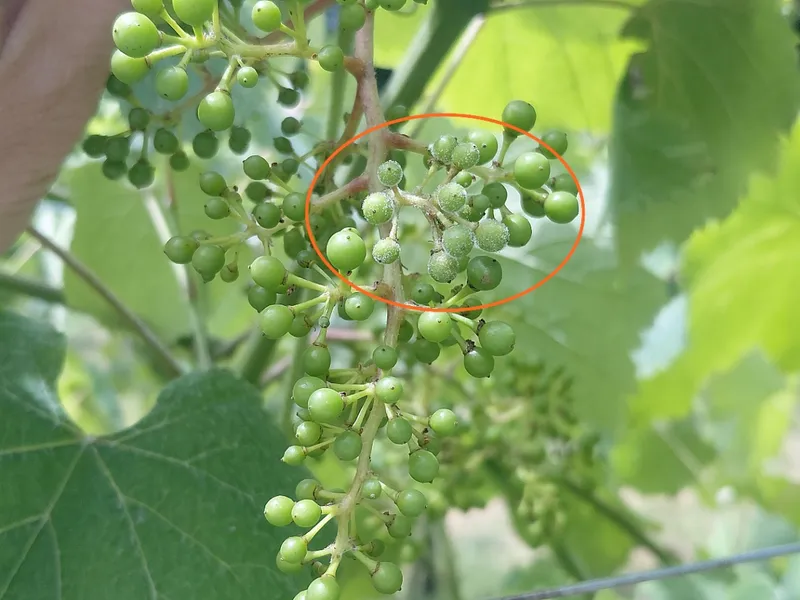 Alerta por mildiu y oídio en viñedos de Pontevedra ante la ola de calor