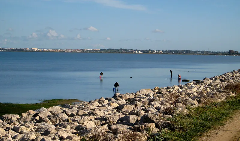 Andalucía abre el plazo para 121 licencias de marisqueo a pie en Cádiz, Huelva y Sevilla