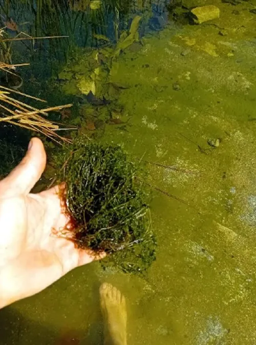 Madrid celebra la recuperación ecológica de sus humedales con la aparición de algas carófitas