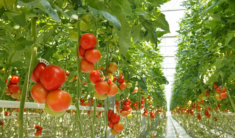 Andalucía avanza en su plan estratégico para frutas y hortalizas: el 79% de las medidas en marcha