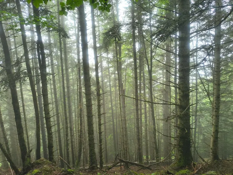 Finaliza el proyecto BoscAran para la gestión forestal sostenible en el Pirineo