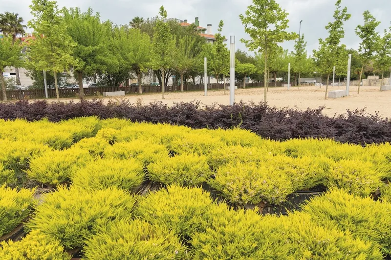 Sanxenxo aspira a su tercer galardón "Vila en Flor" por su gestión ambiental